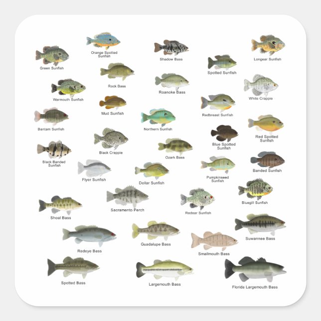 Pegatina Cuadrada Grupo de la familia Sunfish (Anverso)