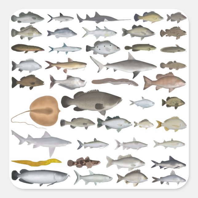 Pegatina Cuadrada Grupo de peces de agua dulce de Australia (Anverso)