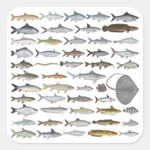 Pegatina Cuadrada Grupo de peces de agua dulce del sur de Asia