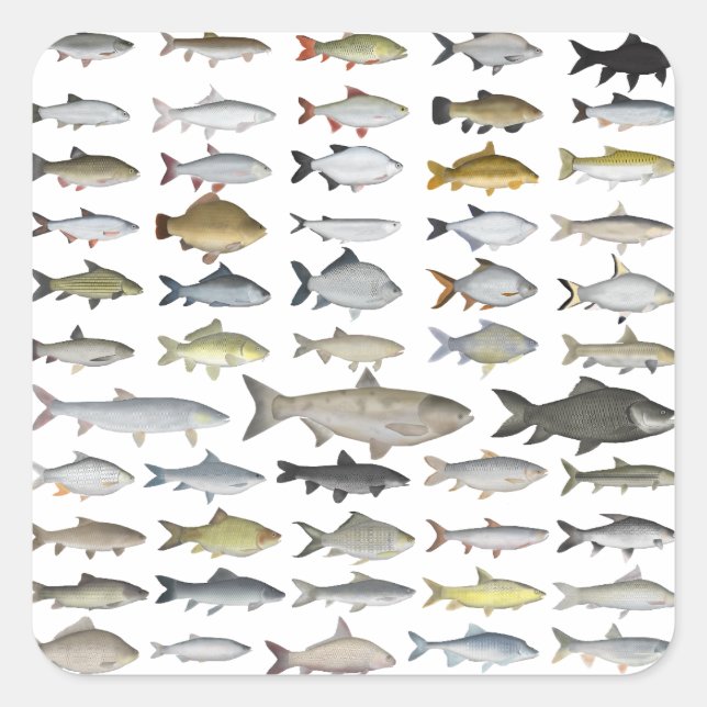 Pegatina Cuadrada Grupo Familia Carp (Anverso)