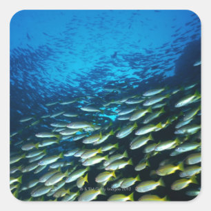 Pegatina Cuadrada Grupo grande de natación de los pescados de los