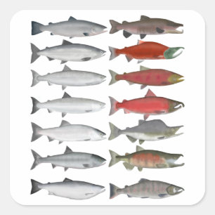 Pegatina Cuadrada Grupo Salmon