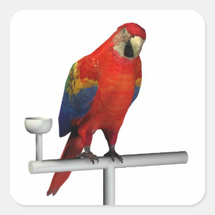 Pegatina Cuadrada Guacamayo Escarlata