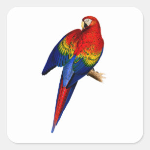 Pegatina Cuadrada Guacamayo Escarlata Pájaro Tropical Colorido Arcoí