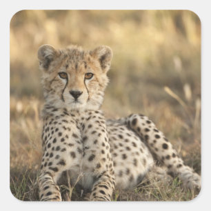 Pegatina Cuadrada Guepardo, Acinonyx jubatus