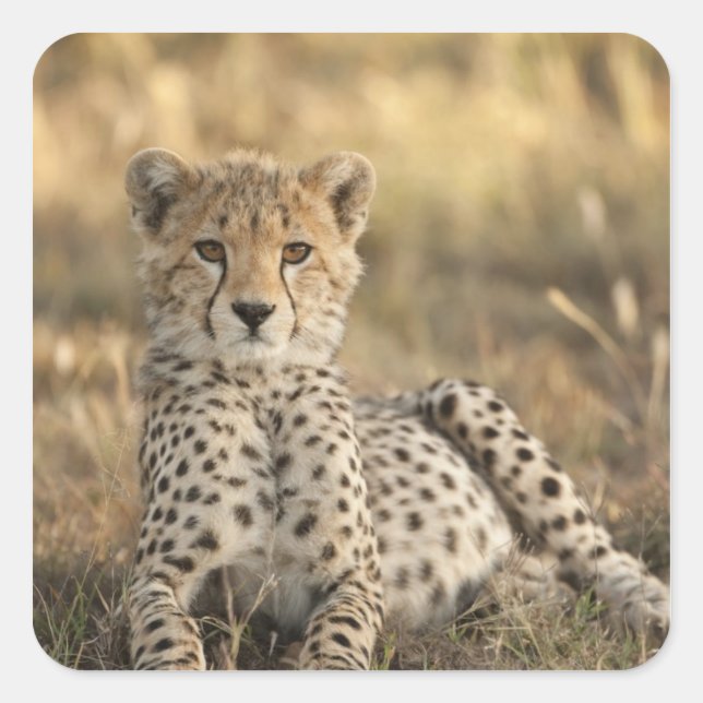Pegatina Cuadrada Guepardo, Acinonyx jubatus (Anverso)