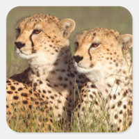 Guepardo acostado en hierba, conservación de Ngoro