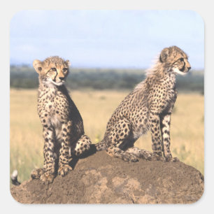 Pegatina Cuadrada Guepardo Cubs