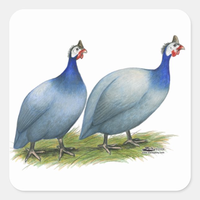 Pegatina Cuadrada Guineas Slate Pair (Anverso)