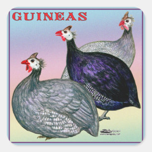 Pegatina Cuadrada Guineas tres aves