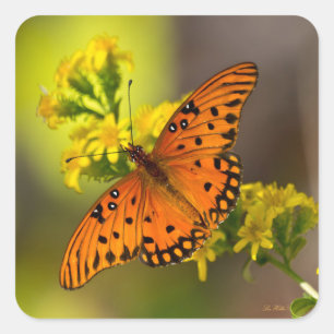 Pegatina Cuadrada Gulf Fritillary también conocida como Mariposa de 