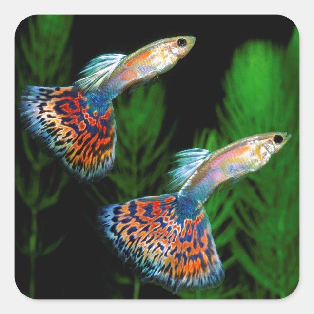 Pegatina Cuadrada Guppies (Anverso)