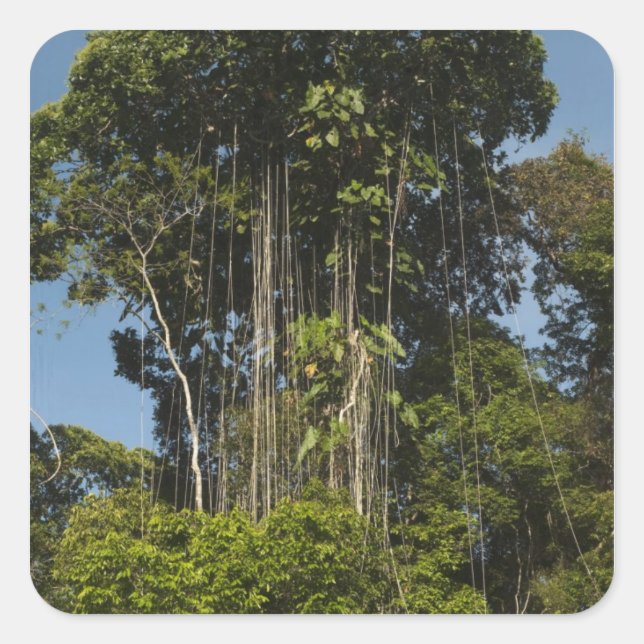 Pegatina Cuadrada Guyana, con el borde del río Rewa (Anverso)