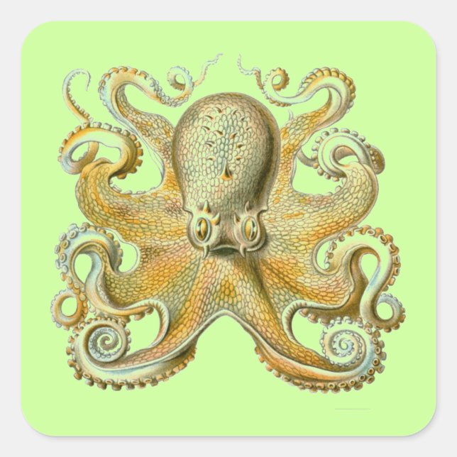 Pegatina Cuadrada Haeckel Octopus (Anverso)