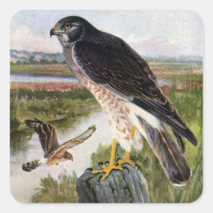 Pegatina Cuadrada Halcón de pantano
