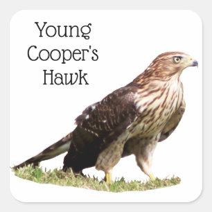 Pegatina Cuadrada Halcón del joven Cooper