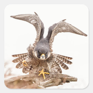 Pegatina Cuadrada Halcón Peregrino