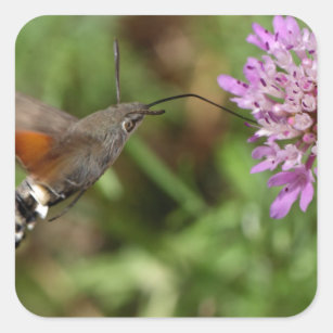 Pegatina Cuadrada Halcón-polilla del colibrí (stellatarum de
