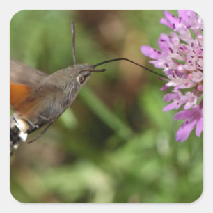 Pegatina Cuadrada Halcón-polilla del colibrí (stellatarum de