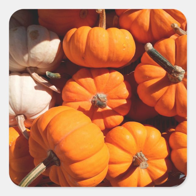 Pegatina Cuadrada Halloween calabazas de calabazas de naranja de lin (Anverso)