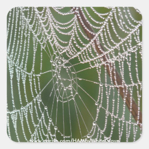 Pegatina Cuadrada HAMbyWG - Pegatinas - Spider Web