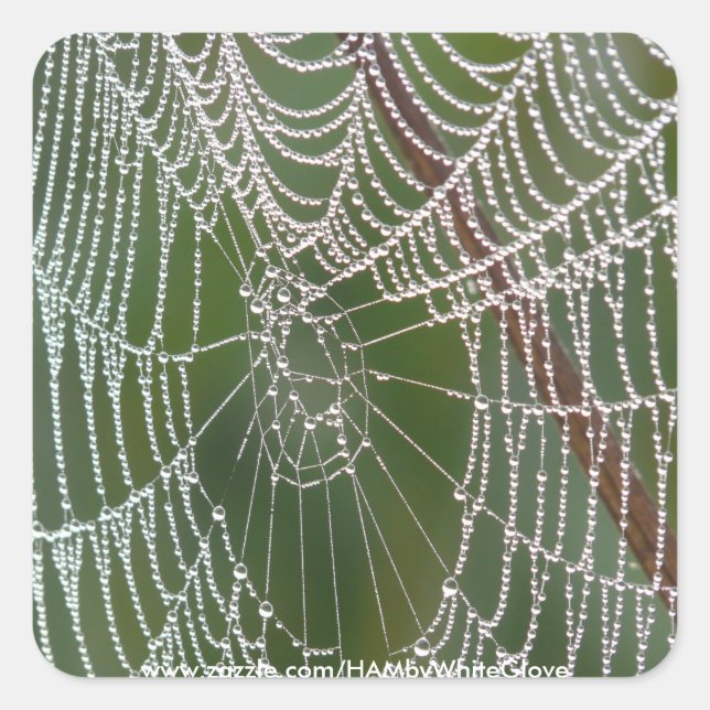 Pegatina Cuadrada HAMbyWG - Pegatinas - Spider Web (Anverso)