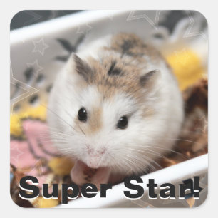 Pegatina Cuadrada Hammyville - Cute Hamster