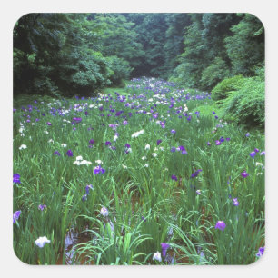 Pegatina Cuadrada Hana Shobu (Iris japonés de agua), santuario Meij