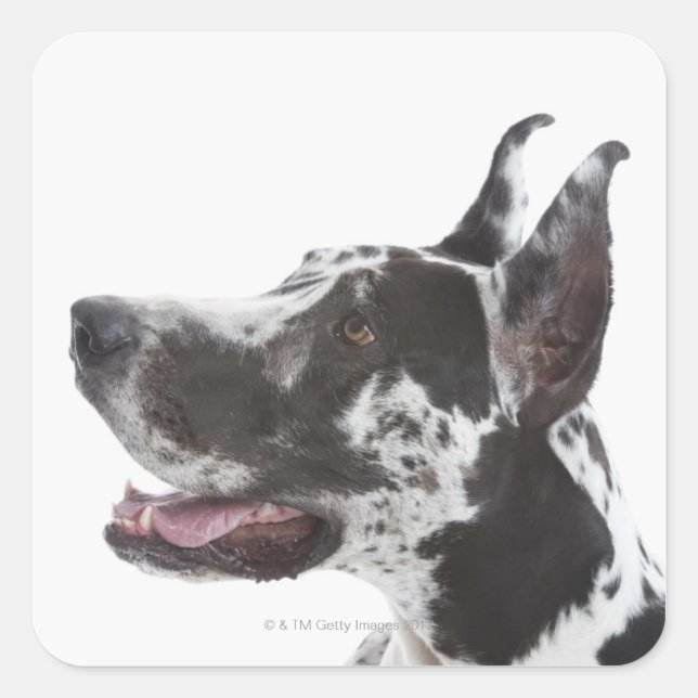 Pegatina Cuadrada Harlequin Great Dane (Anverso)