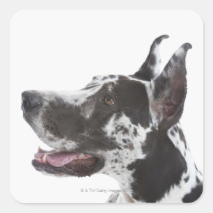 Pegatina Cuadrada Harlequin great dane