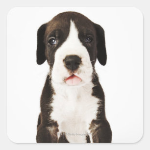 Pegatina Cuadrada Harlequin Great Dane cachorro sobre fondo blanco