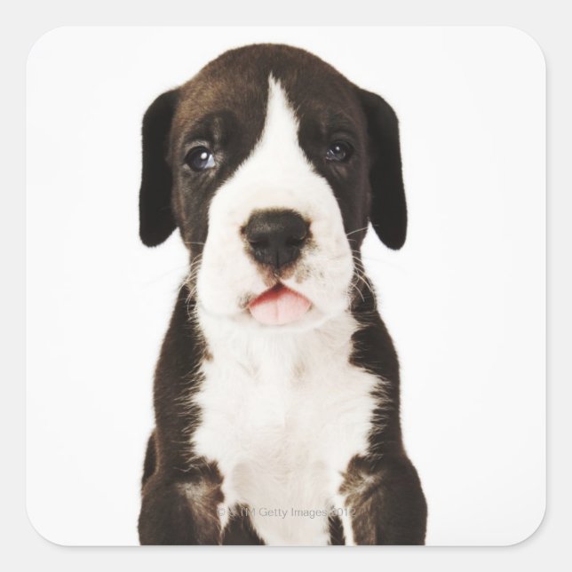 Pegatina Cuadrada Harlequin Great Dane cachorro sobre fondo blanco (Anverso)