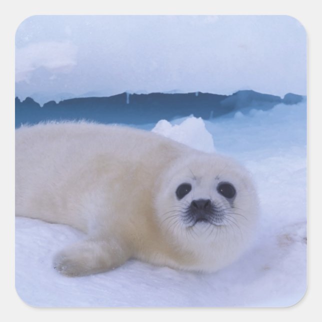 Pegatina Cuadrada Harp Seal Norteamérica, Canadá, Quebec (Anverso)