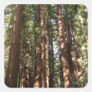 Pegatina Cuadrada Hasta Redwoods II en el Monumento Nacional Muir Wo