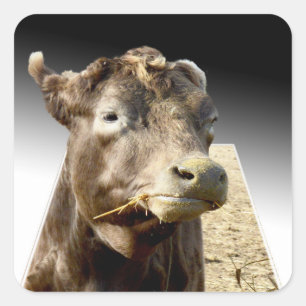 Pegatina Cuadrada Hay Day: El momento de la masacre de una vaca marr