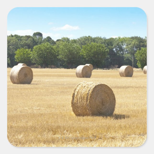 Pegatina Cuadrada Hay en el campo, Francia (Anverso)