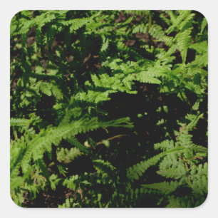 Pegatina Cuadrada Helechos del suelo forestal