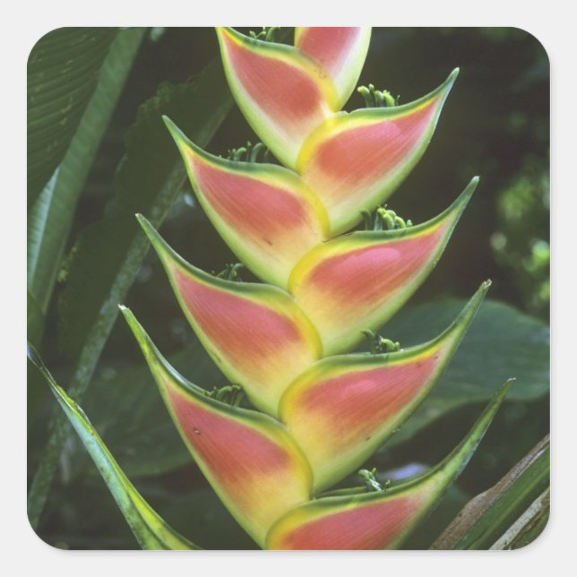 Pegatina Cuadrada Heliconias, Heliconia walkeriana), La Selva (Anverso)