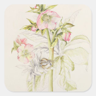 Pegatina Cuadrada Hellebores