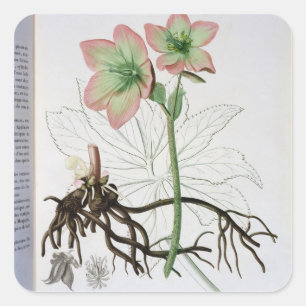 Pegatina Cuadrada Helleborus Niger de 'Phytographie Medicale' por J.