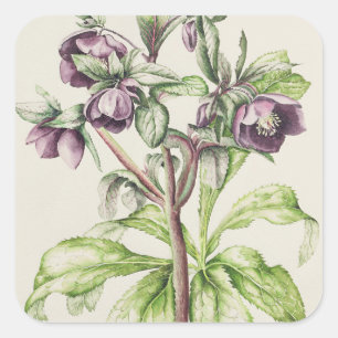 Pegatina Cuadrada Helleborus Orientalis de Helen Ballard