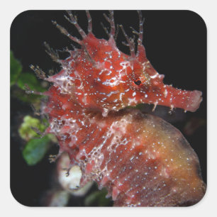 Pegatina Cuadrada Hembra Begur del potro del Seahorse el  