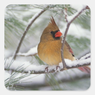 Pegatina Cuadrada Hembra de cardenal norteño en pino nevado,