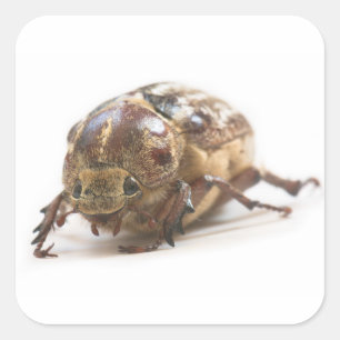Pegatina Cuadrada Hembra de escarabajo de Polyphylla fullo