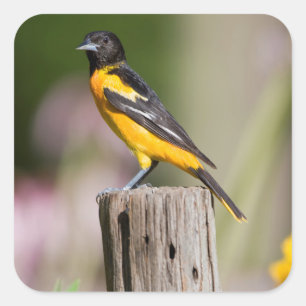 Pegatina Cuadrada Hembra de oropéndola de Baltimore en jardín de flo