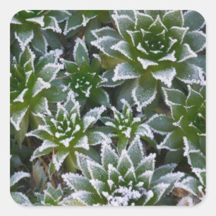 Pegatina Cuadrada Hen & Chicks suculento con heladas al principio