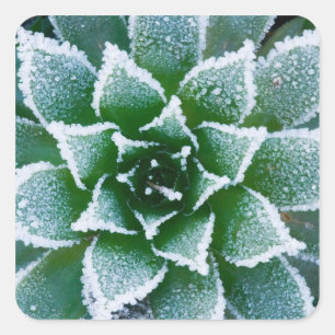 Pegatina Cuadrada Hen & Chicks suculentos con heladas al principio