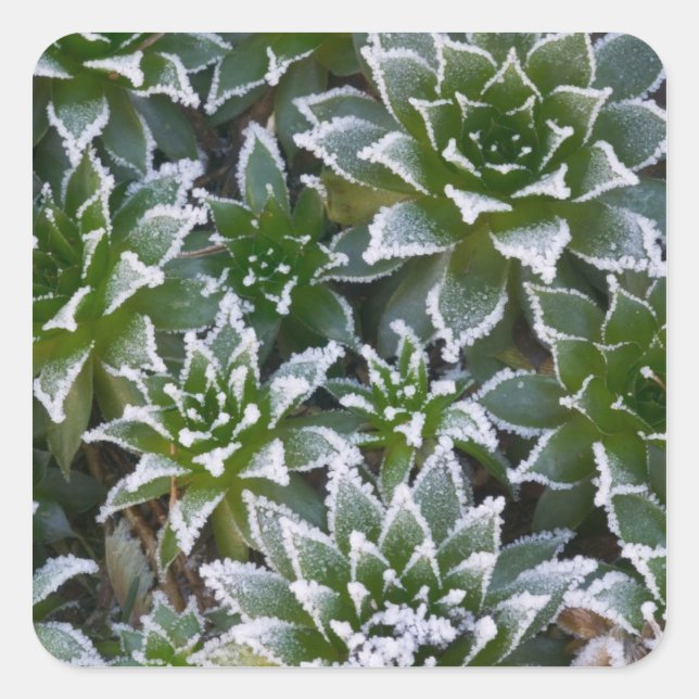 Pegatina Cuadrada Hen & Chicks suculentos con heladas al principio (Anverso)