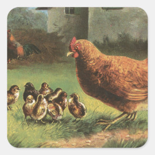 Pegatina Cuadrada Hen y Chicks