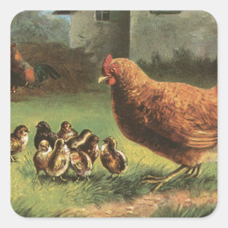 Pegatina Cuadrada Hen y Chicks